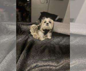 Mother of the Shih Tzu puppies born on 01/07/2026