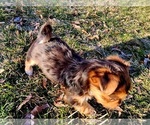 Small Photo #7 Yorkshire Terrier Puppy For Sale in KUNA, ID, USA