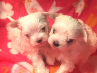 Maltese Puppy for sale in NEWBURGH, IN, USA