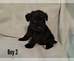 Schnauzer (Miniature) Puppy for sale in LAKEVILLE, OH, USA