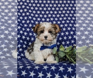 Biewer Terrier-Maltese Mix Puppy for sale in LEOLA, PA, USA