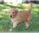 Small Photo #2 Goldendoodle Puppy For Sale in PLACERVILLE, CA, USA
