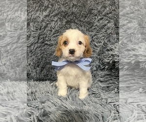 Cavapoo Puppy for sale in JEFFERSONVILLE, IN, USA