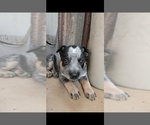 Puppy Puppy 4 Australian Cattle Dog