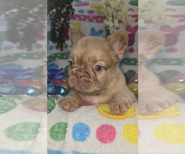Medium Photo #11 French Bulldog Puppy For Sale in RUSHVILLE, IN, USA