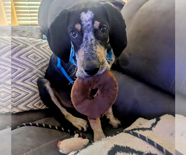 Medium Photo #8 Bluetick Coonhound-Unknown Mix Puppy For Sale in Princeton, MN, USA
