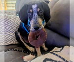 Small #7 Bluetick Coonhound Mix