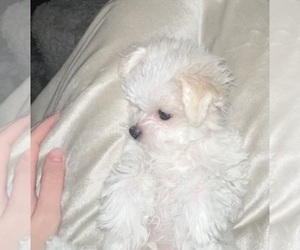 Maltese Puppy for sale in PINEVILLE, NC, USA