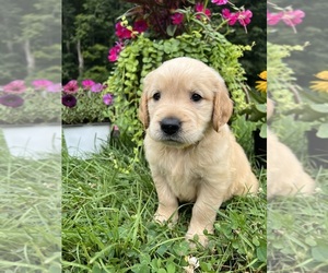 Golden Retriever Puppy for sale in NEOLA, WV, USA