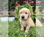Image preview for Ad Listing. Nickname: AKC Golden Retr