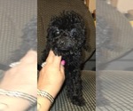 Small #3 Poodle (Toy)