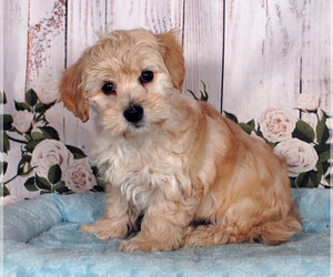Bichpoo Puppy for sale in PENNS CREEK, PA, USA