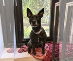 Small #1 Rat Terrier Mix