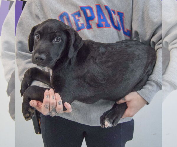 Medium Photo #2 Mutt Puppy For Sale in Huntley, IL, USA