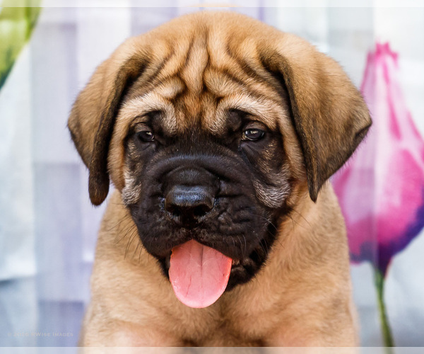 Medium Photo #2 Mastiff Puppy For Sale in WAKARUSA, IN, USA