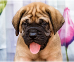 Small Photo #40 Mastiff Puppy For Sale in WAKARUSA, IN, USA