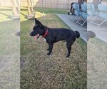 Small #3 Labrador Retriever Mix