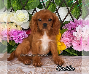 Cavalier King Charles Spaniel Puppy for sale in MIAMI, FL, USA