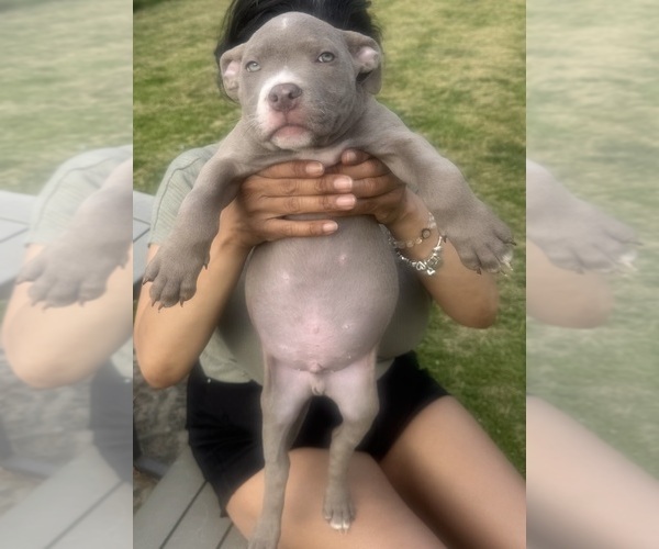 Medium Photo #21 American Bully Puppy For Sale in LAKE STATION, IN, USA