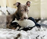 Small #5 American Staffordshire Terrier-Labrador Retriever Mix
