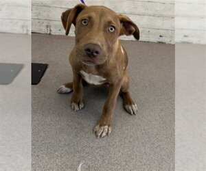 Mutt Dogs for adoption in San Bernardino, CA, USA