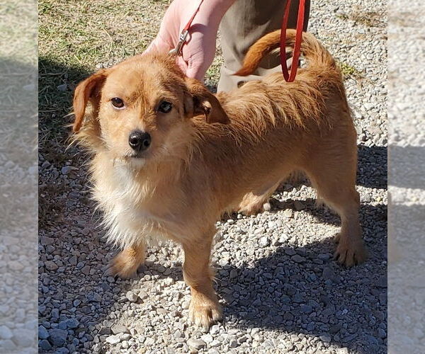 Medium Photo #2 Dachshund-Unknown Mix Puppy For Sale in Mountain View, MO, USA