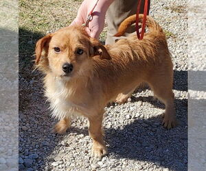 Cooper - Male Dachshund-Unknown Mix Dog for Adoption - Photo #2