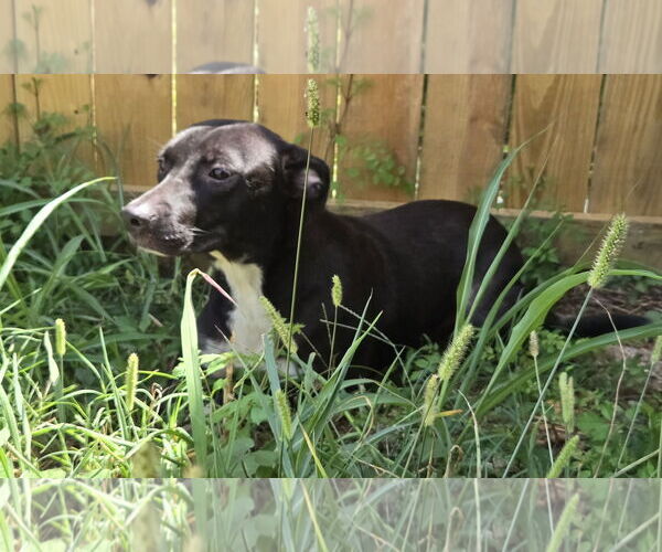 Medium Photo #2 Staffordshire Bull Terrier-Unknown Mix Puppy For Sale in Jackson, MS, USA