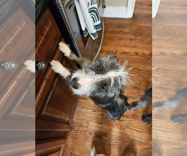 Medium Photo #5 Mutt Puppy For Sale in Woodbury, NY, USA