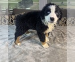 Small Photo #67 Australian Shepherd Puppy For Sale in SALISBURY, NC, USA