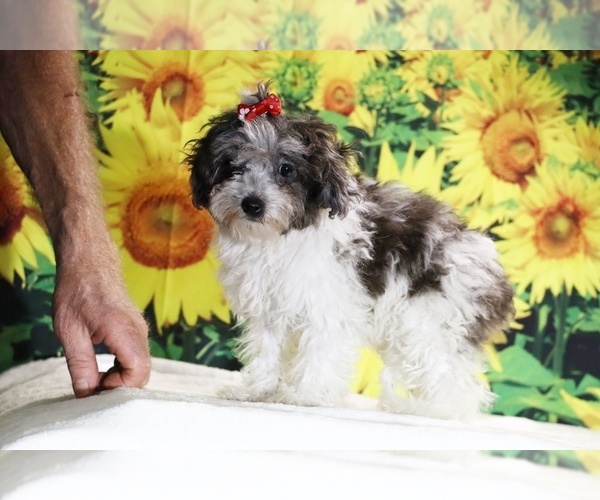 Medium Photo #10 Goldendoodle (Miniature) Puppy For Sale in DYERSBURG, TN, USA