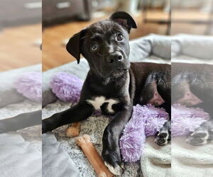 Labrador Retriever-Unknown Mix Dogs for adoption in Omaha, NE, USA