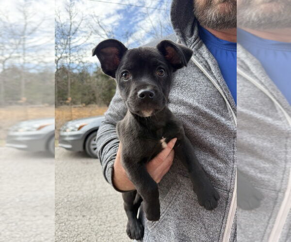 Medium Photo #1 Mutt Puppy For Sale in OKLAHOMA CITY, OK, USA