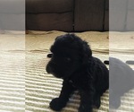 Small Photo #5 Sheepadoodle Puppy For Sale in MEDFORD, OR, USA