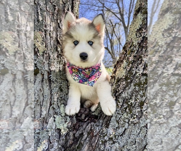 Medium Photo #7 Pomsky Puppy For Sale in VENUS, PA, USA