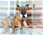 Small Photo #1 Malinois Puppy For Sale in LANCASTER, PA, USA