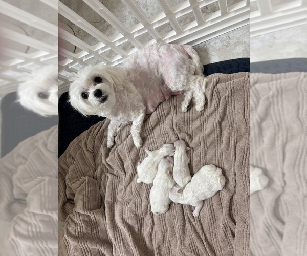 Medium Photo #1 Maltese Puppy For Sale in HARVEST, AL, USA