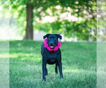 Small #3 Labrador Retriever Mix