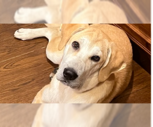 Labrador Retriever-Unknown Mix Dogs for adoption in Springdale, PA, USA