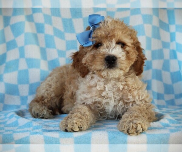 Medium Photo #3 Cavapoo (Miniature) Puppy For Sale in LIBERTY, KY, USA