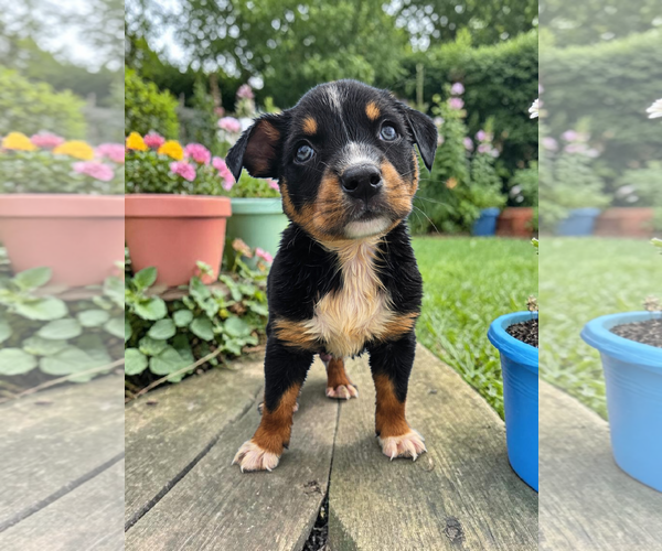 Medium Photo #5 Mutt Puppy For Sale in McKinney, TX, USA