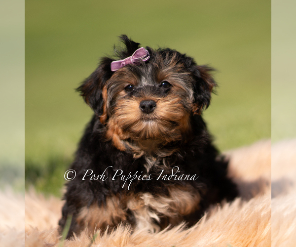 Medium Photo #49 Yorkipoo Puppy For Sale in WARSAW, IN, USA