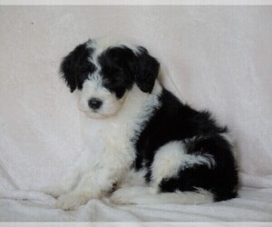 Old English Sheepdog-Poodle (Miniature) Mix Puppy for sale in FREDERICKSBG, OH, USA