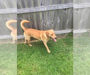 Golden Labrador Dogs for adoption in MILTON, FL, USA