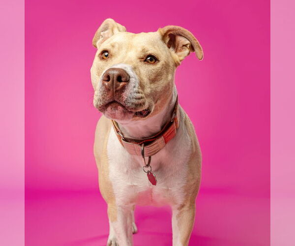 Medium Photo #6 American Pit Bull Terrier-Unknown Mix Puppy For Sale in Fargo, ND, USA
