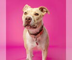 Small #5 American Pit Bull Terrier Mix