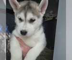 Small Photo #5 Siberian Husky Puppy For Sale in BLOOMFIELD, KY, USA