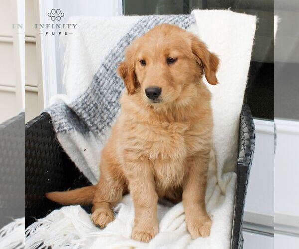 Medium Photo #2 Golden Retriever Puppy For Sale in EAST EARL, PA, USA