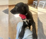 Small #3 Borador