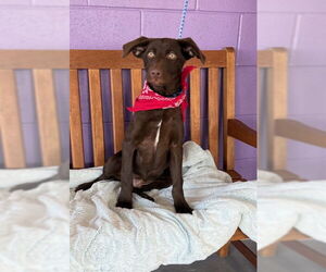 Medium Chocolate Labrador retriever Mix